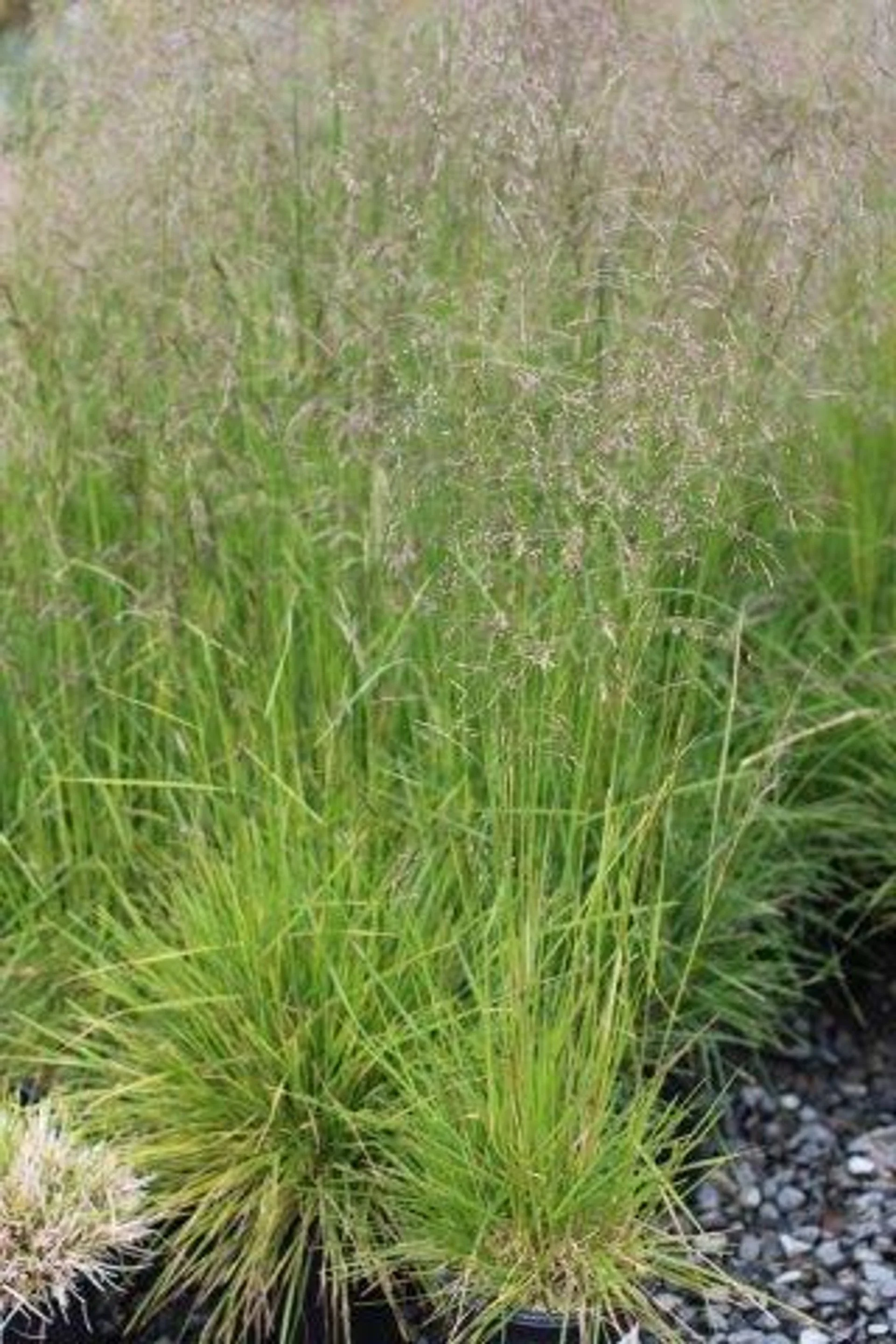 Deschampsia cespitosa (Tufted Hair Grass) — golden seed clouds floating like summer mist