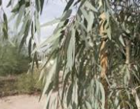Coolibah Eucalyptus