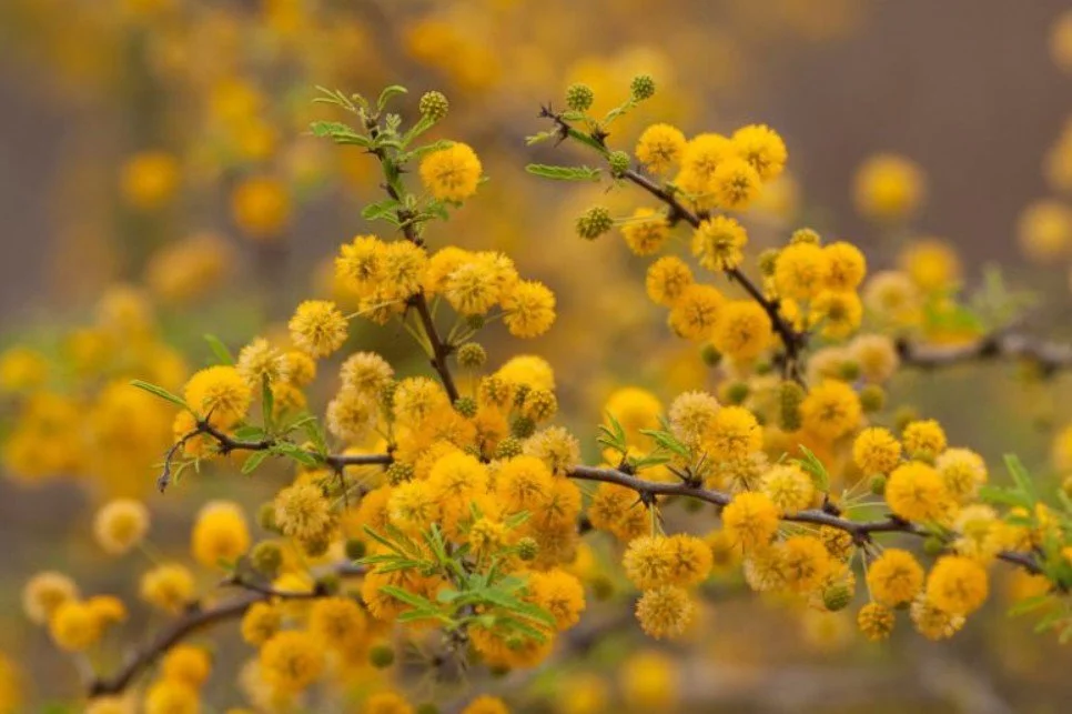Sweet Acacia — Golden perfume on desert air