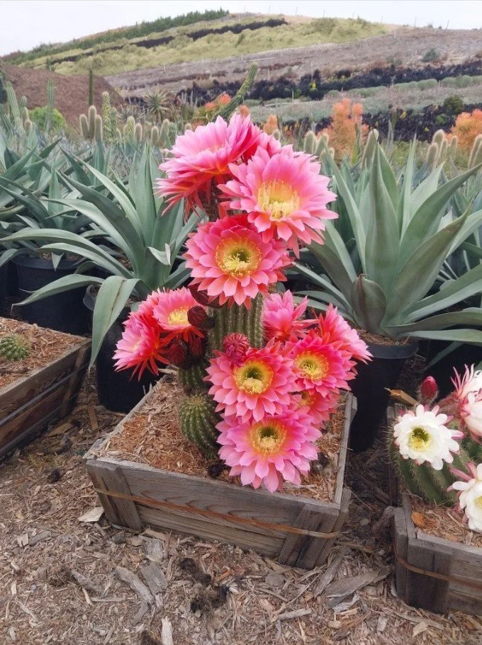 Tricholobivia ‘Trumpet flower Cactus’ — Small cactus, big personality.