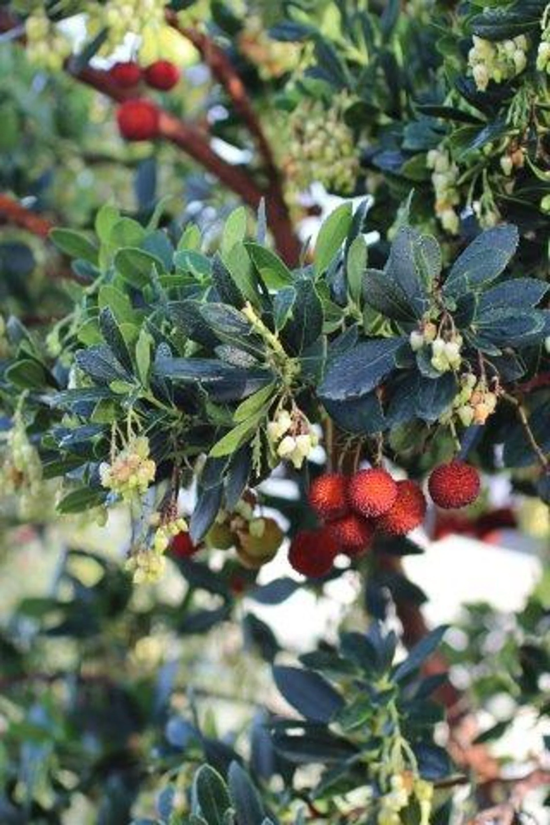 Arbutus Unedo (Strawberry Tree) — Bark of cinnamon, berries of delight