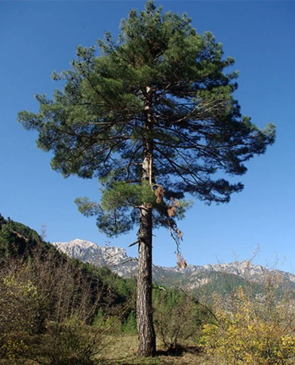 Pinus Brutia (Turkish Pine) — Rugged grace with a refined edge
