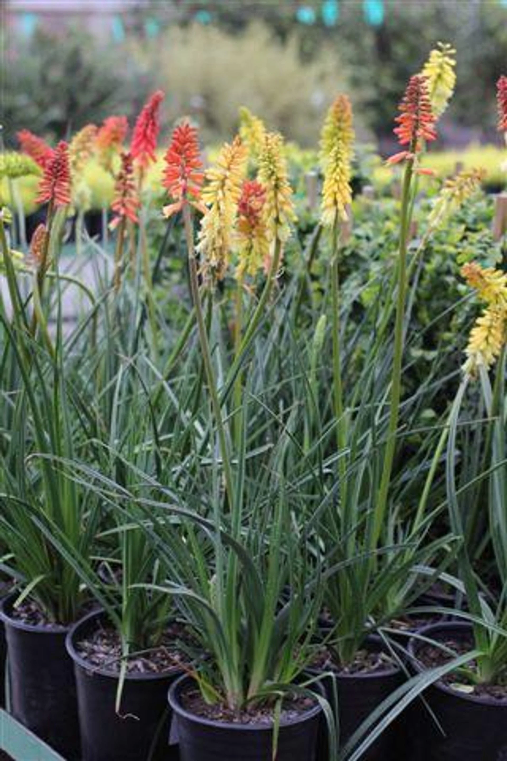 Kniphofia ‘Flamenco’ (Flamenco Torch Lily) - A fiery dance of color from scarlet to gold.