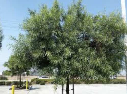 African Sumac