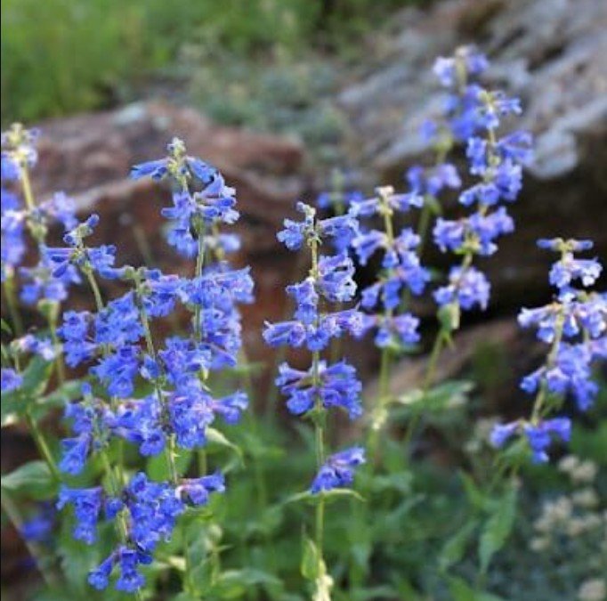 Penstemon Cyananthus (Wasatch Penstemon) -  A mountain gem with sapphire spires.