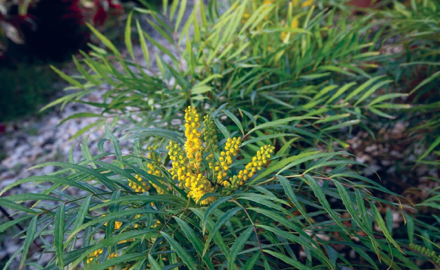 Mahonia eurybracteata ‘Soft Caress’  — All the intrigue, none of the armor.