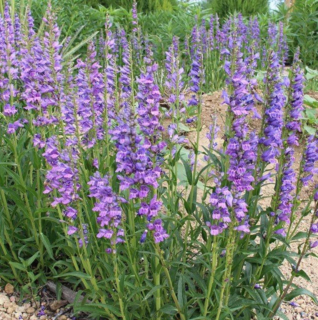 Penstemon Srictus (Rocky Mountain Penstemon) -Blue towers of the high country.