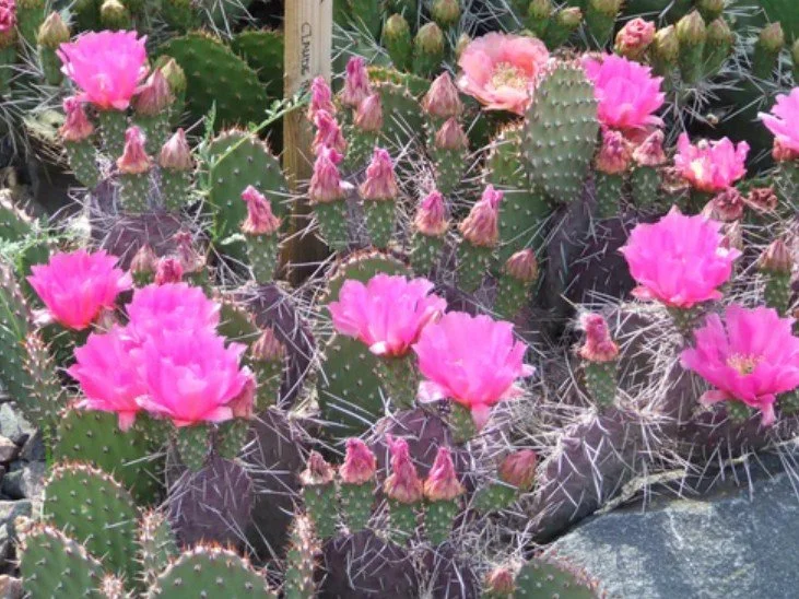 Opuntia sp. ‘Dark Knight’  Prickly Pear — A cactus with a flair for the dramatic.