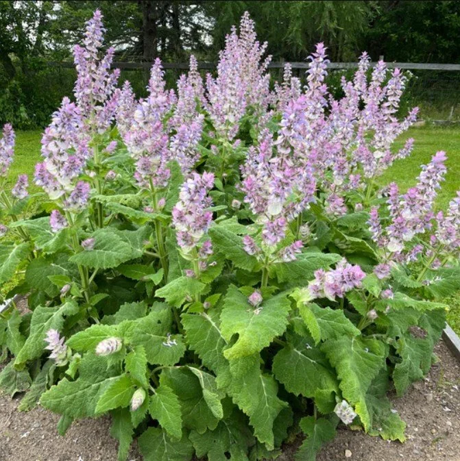 Salvia Sclarea Var. Turkestanica (Snowball Clary Sage) - Billowing white spires dressed in fragrant silver.