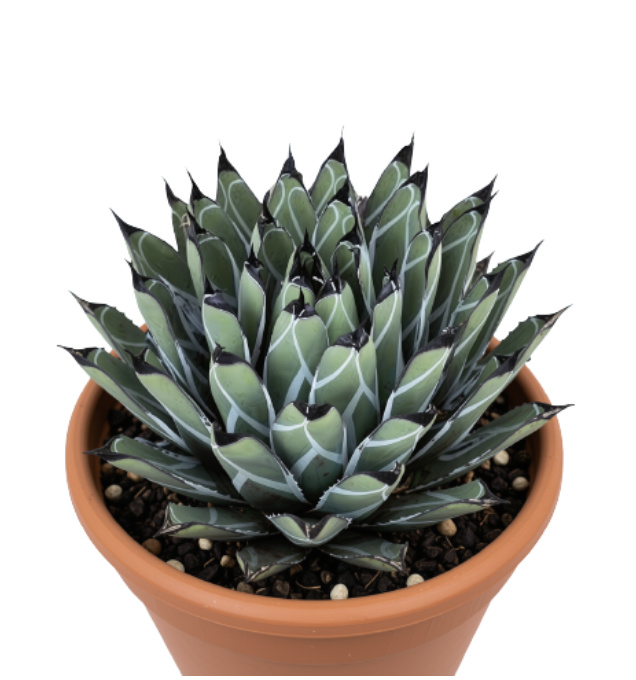 Agave Ferdinandi-Regis