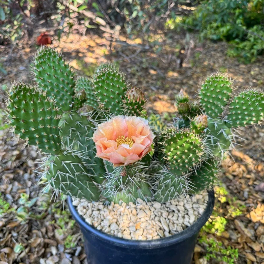 Opuntia polyacantha ‘Grand Mesa Peach’  Prickly Pear — Soft blush, strong spirit.