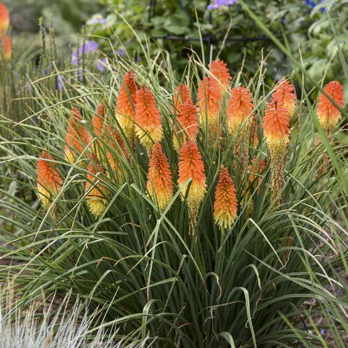 Kniphofia ‘Regal Torch’ (Regal Torch Lily) - A royal scepter of flame for the summer garden.