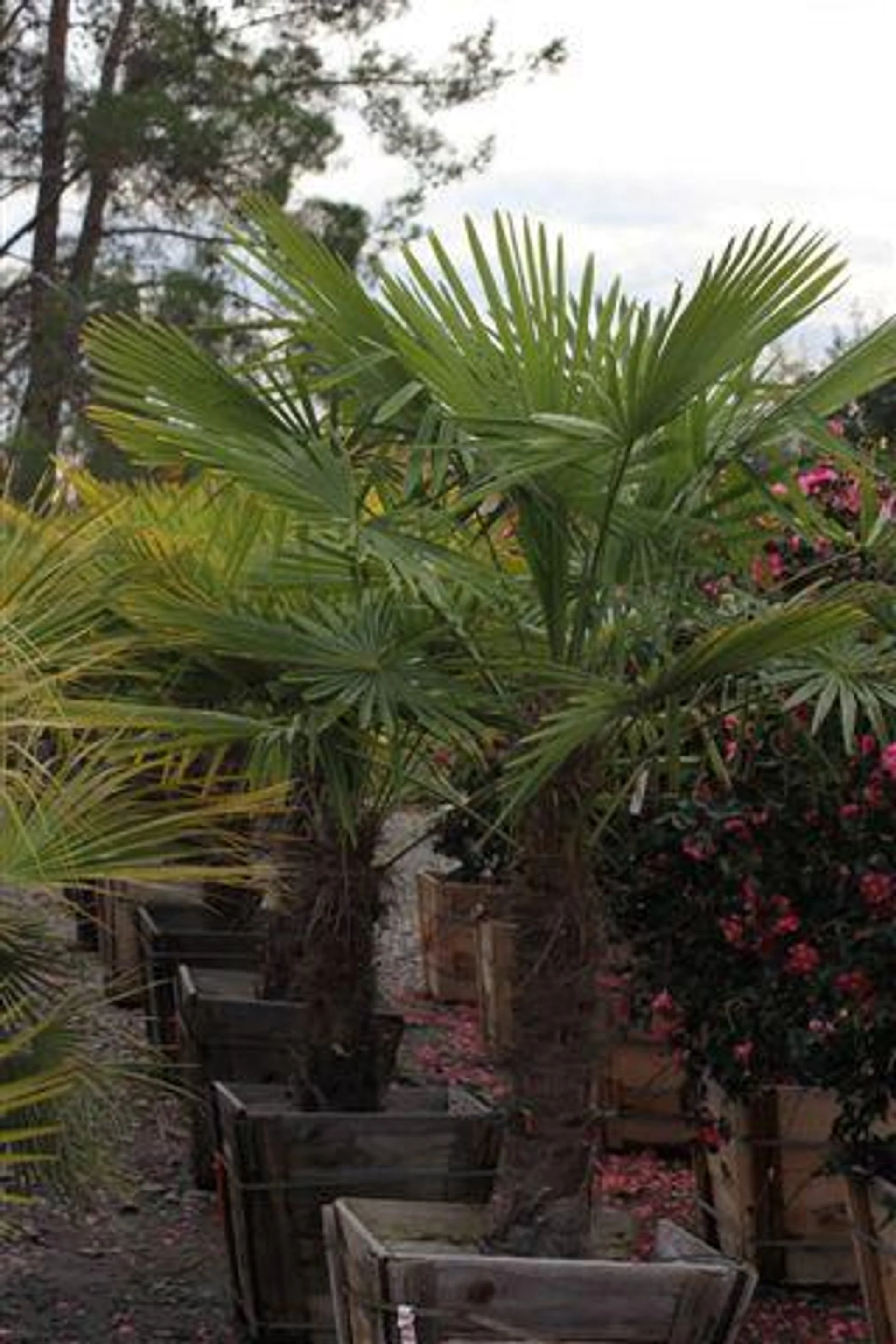 Trachycarpus fortunei (Windmill Palm) - A stately fan of green sails fluttering in desert breezes.