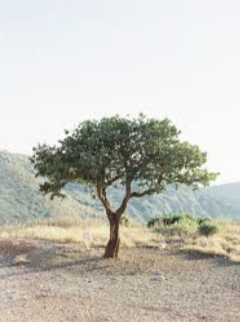 Mastic Tree