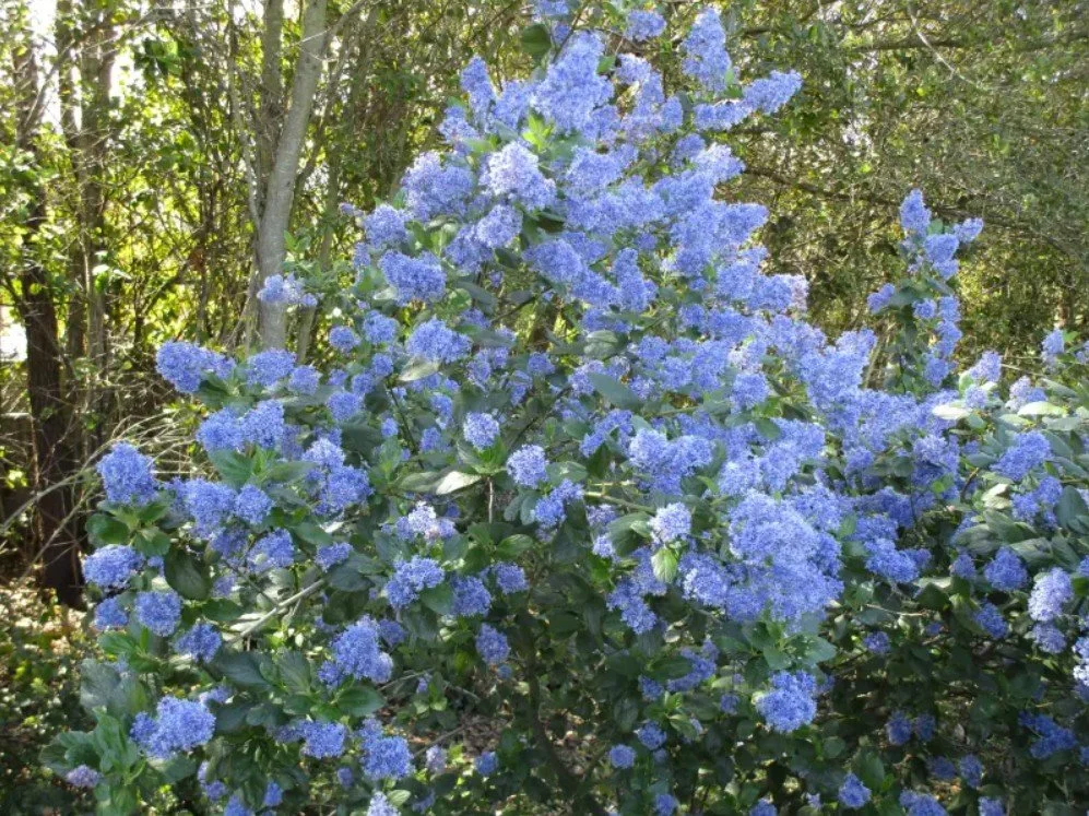 Ceanothus ‘Ray Hartman’ California Lilac  — Blue skies you can plant.