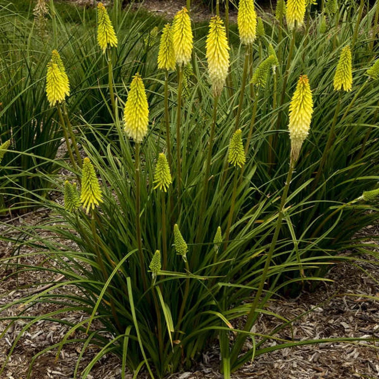 Kniphofia ‘Glow Stick’ (Glow Stick Torch Lily) - A golden torch that lights the summer night.