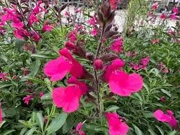 Salvia Greggii ‘Wild Thing’ (Wild Thing Autumn Sage) - Hot pink blooms that party through the season.