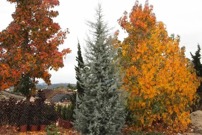 Cupressus Arizonica (Arizona Cypress) — A silver sentinel of the desert