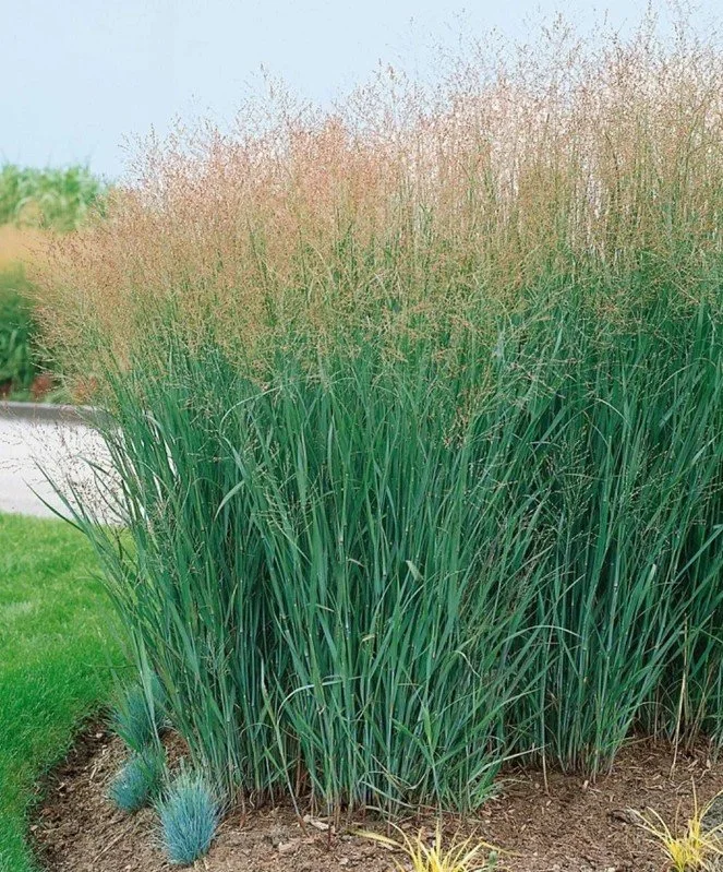 Panicum virgatum ‘Heavy Metal’ Switchgrass — Cool composure with a steely edge.