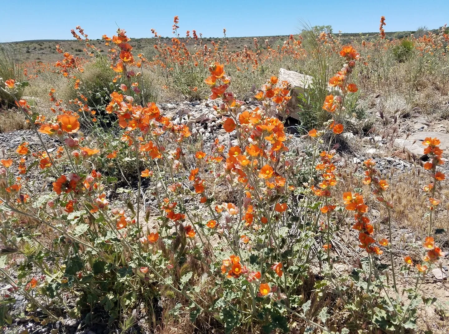 Sphaeralcea Grossulariifolia (Gooseberry-leaf Globe Mallow) - Orange blossoms fluttering like desert butterflies.