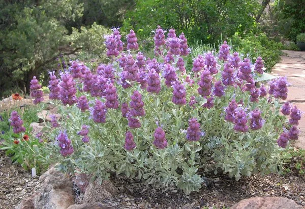 Salvia mohavensis (Mojave Sage) - Desert blue blossoms perfumed with spice.