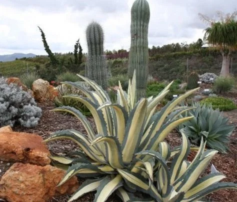 Agave americana var. medio-picta ‘Alba’ (Ghost Agave) — Pale leaves drifting like desert phantoms.
