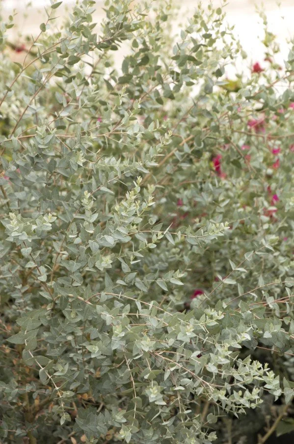 Eucalyptus pulverulenta ‘Baby Blue’ / ‘Moon Lagoon’ Dwarf Eucalyptus  — The moon’s own bouquet.