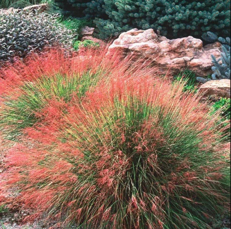 Muhlenbergia reverchonii ‘Undaunted’  Ruby Muhly — A desert sunset in soft focus.