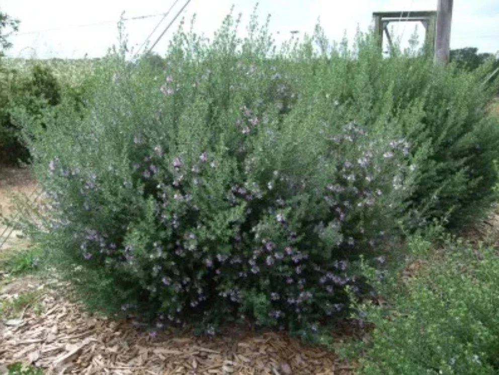 Westringia fruticosa ‘Blue Gem’  — The desert’s lavender imposter.