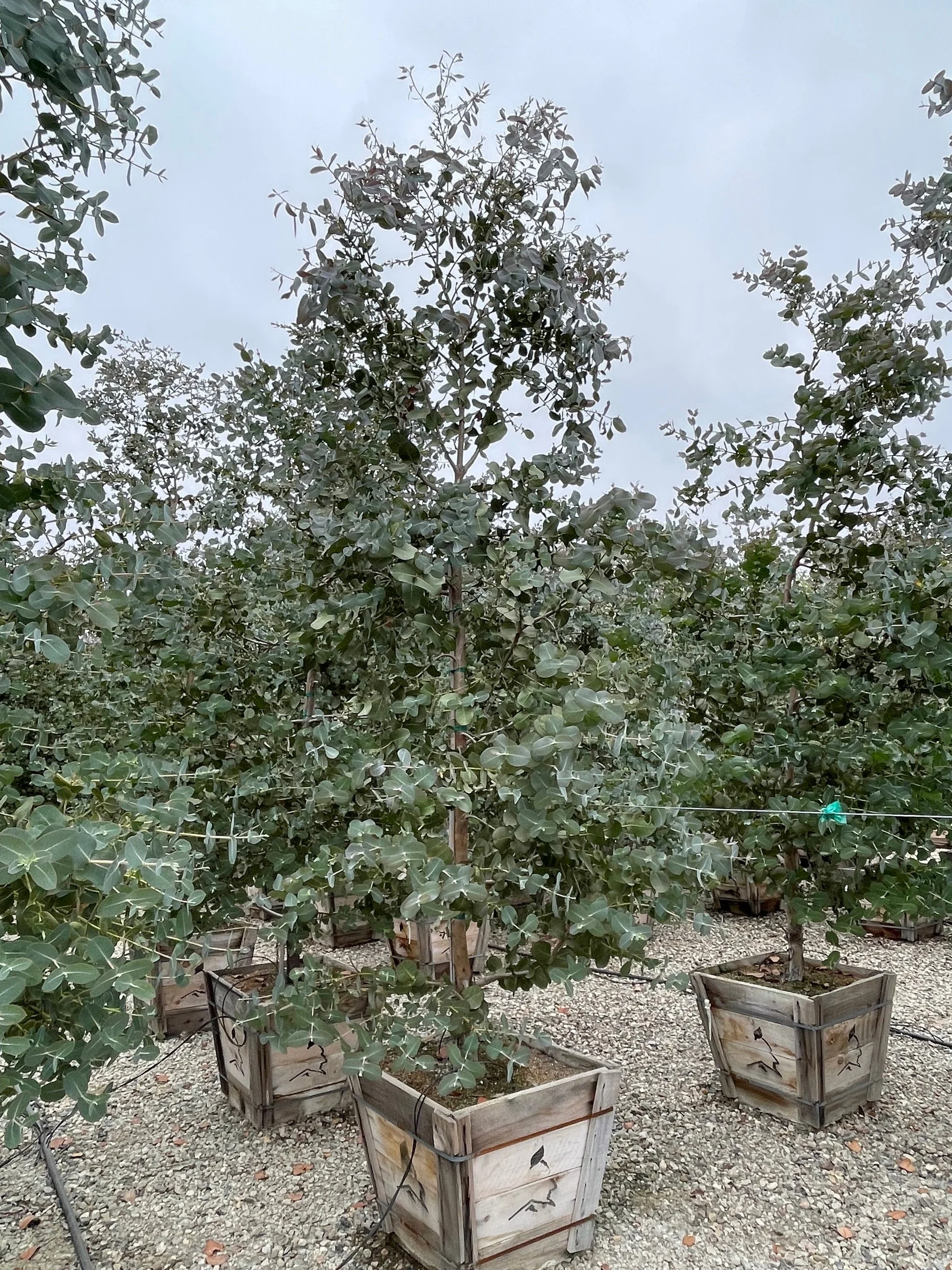 Eucalyptus Neglecta (Omeo Gum) — Silver leaves with a peppermint hush