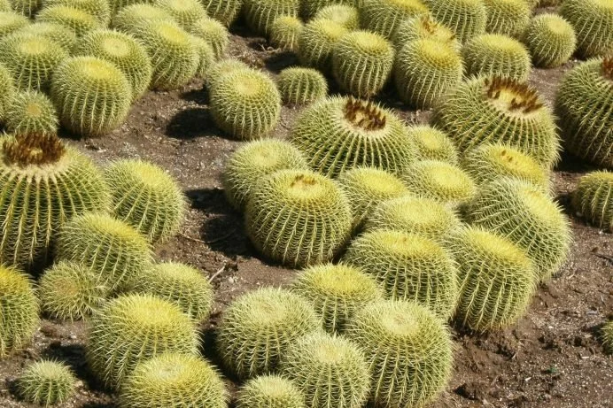Echinocactus grusonii (Golden Barrel Cactus, Clusters) — Golden suns nestled together in a desert constellation.