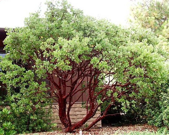 Arctostaphylos manzanita ‘Dr. Hurd’ — Sculptural grace with a botanist’s pedigree.