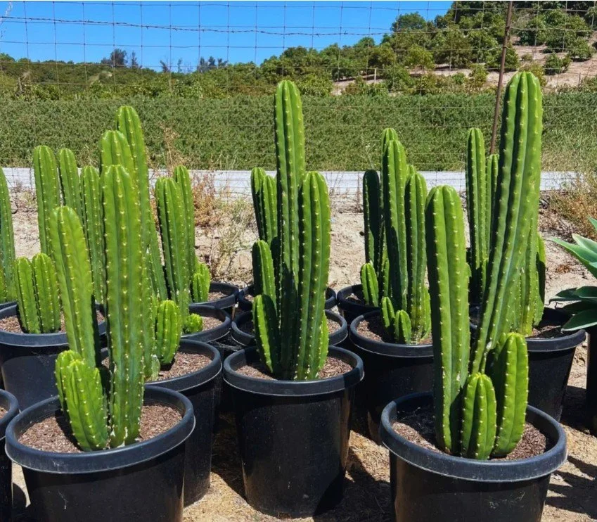 Echinopsis pachanoi (San Pedro Cactus) — Sacred green pillars with luminous white blooms.