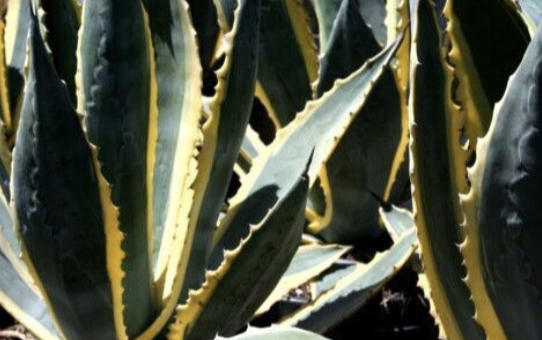 Agave Matsumoto