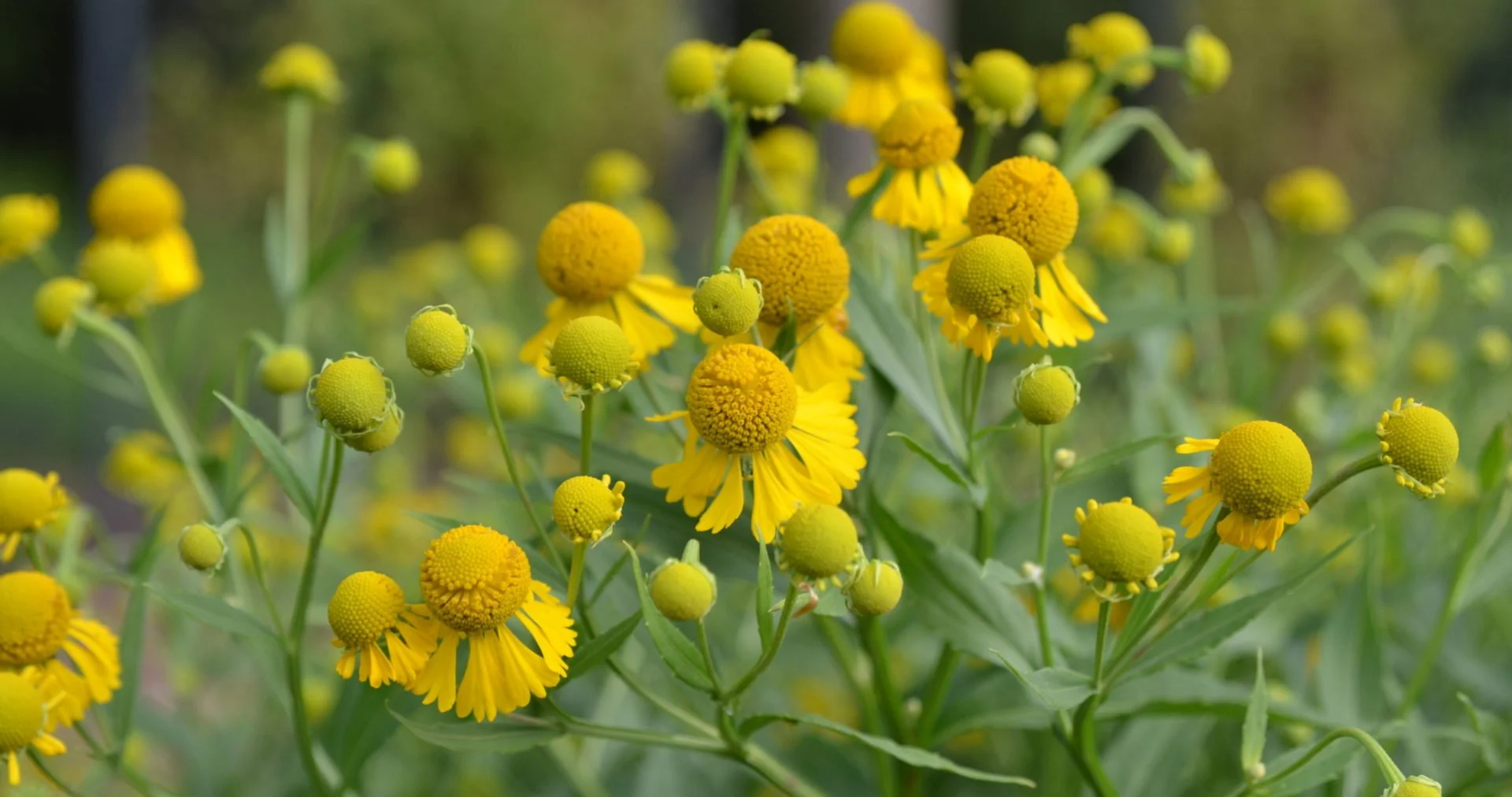 Helenium Autumnale (Sneezeweed) - A carnival of daisies to close the summer.