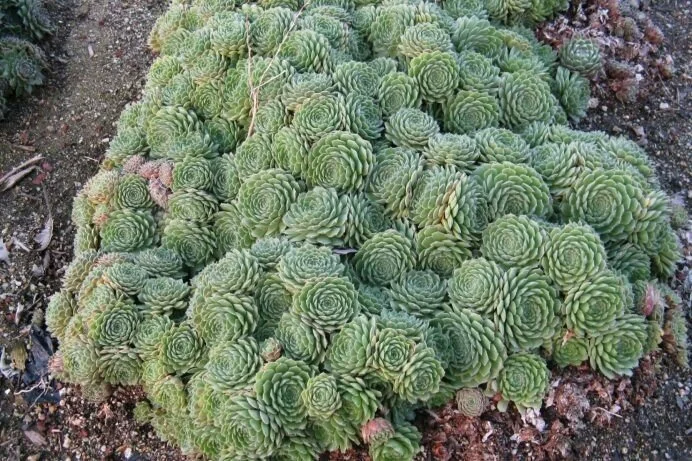 Sempervivum spp. (Hens and Chicks) — Miniature rosettes that laugh at the cold.
