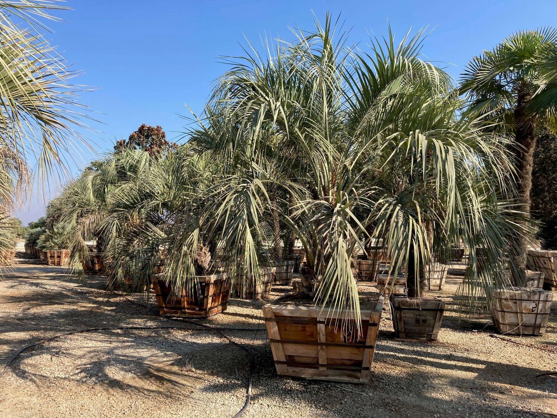 Butia capitata (Pindo Palm / Jelly Palm) - Arching silver fronds with sweet golden fruit.