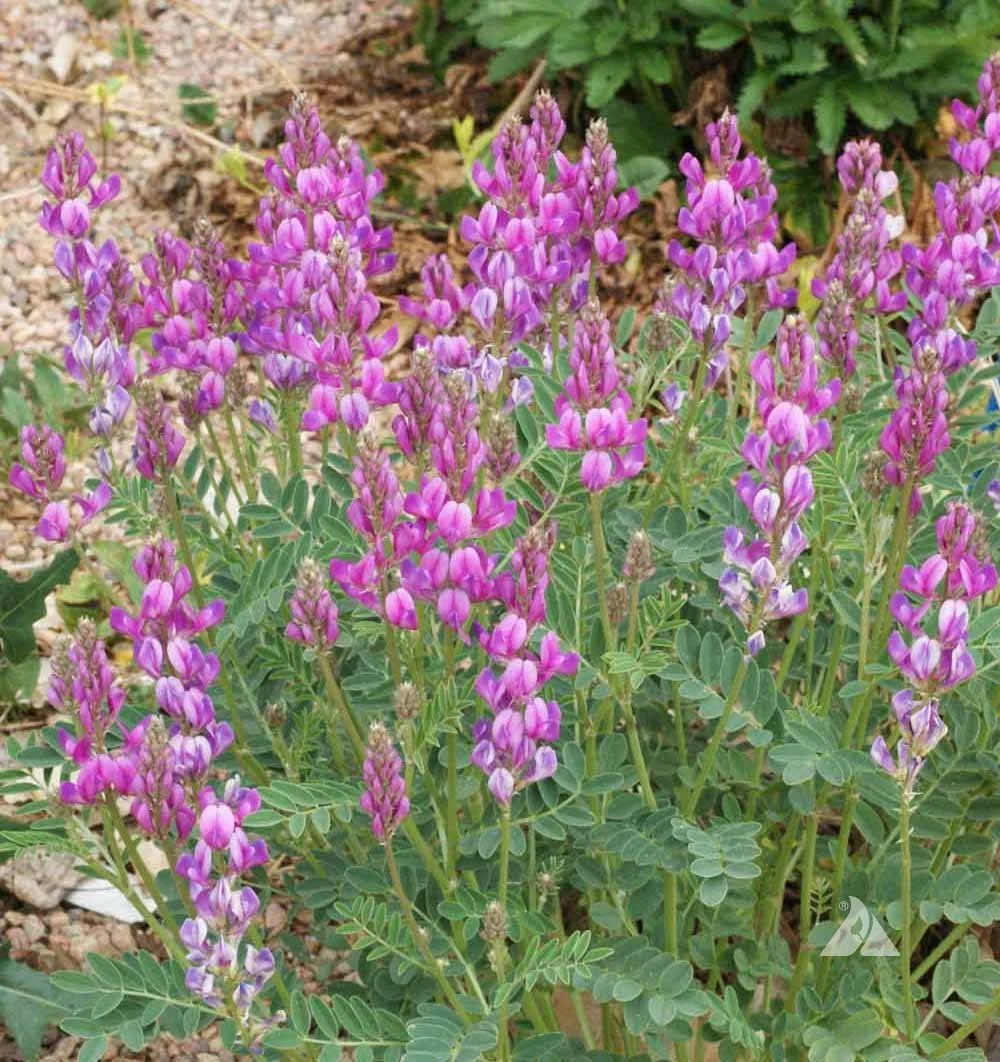 Hedysarum Boreale (Utah Sweetvetch) - A prairie sweetheart with roots that heal the soil.