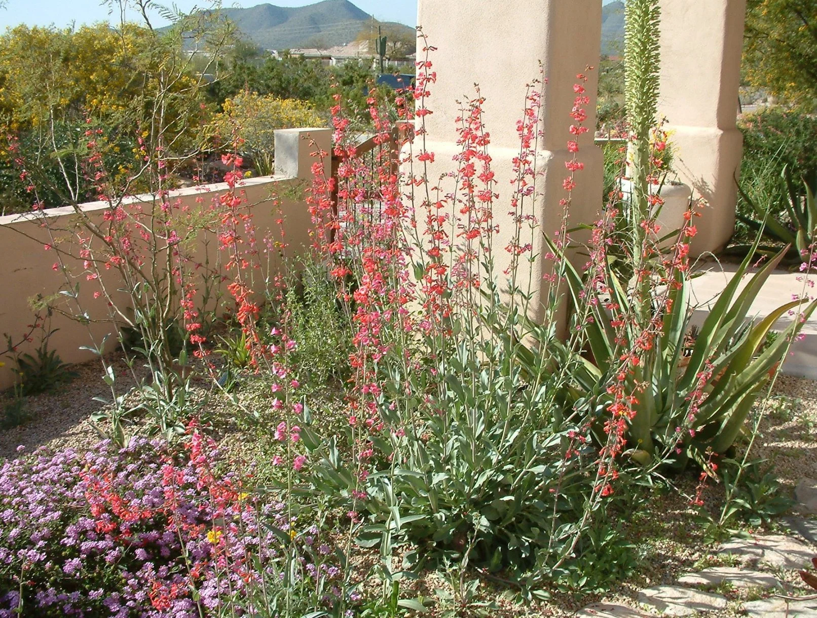 Penstemon Eatonii (Firecracker Penstemon) - Scarlet trumpets that set the desert alight.