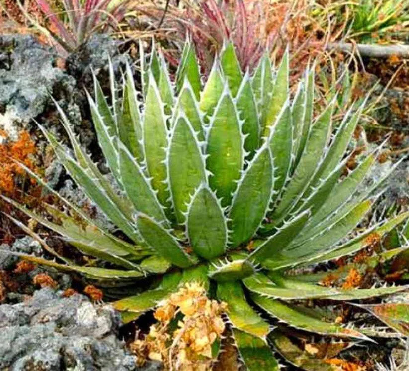 Agave horrida ‘Horrid Agave’ — but in name only — A fierce beauty with impeccable taste.