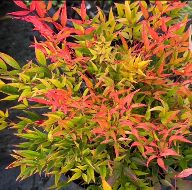Nandina domestica ‘Moon Bay’  Moon Bay Heavenly Bamboo — A soft glow for every season.