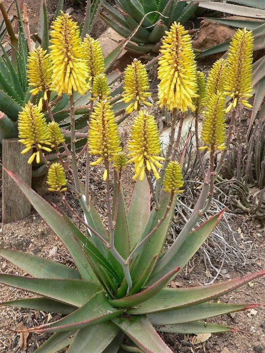 Aloe ‘Popcorn’ — Tiny rosettes popping with cheerful charm.