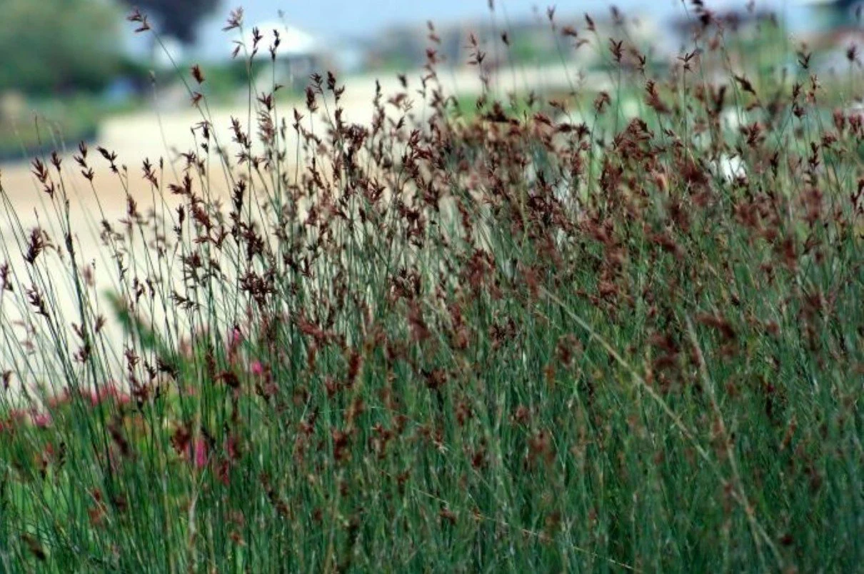 Thamnocortus insignis ‘Verticle Bamboo Rush’ — A grass that thinks it’s a sculpture.