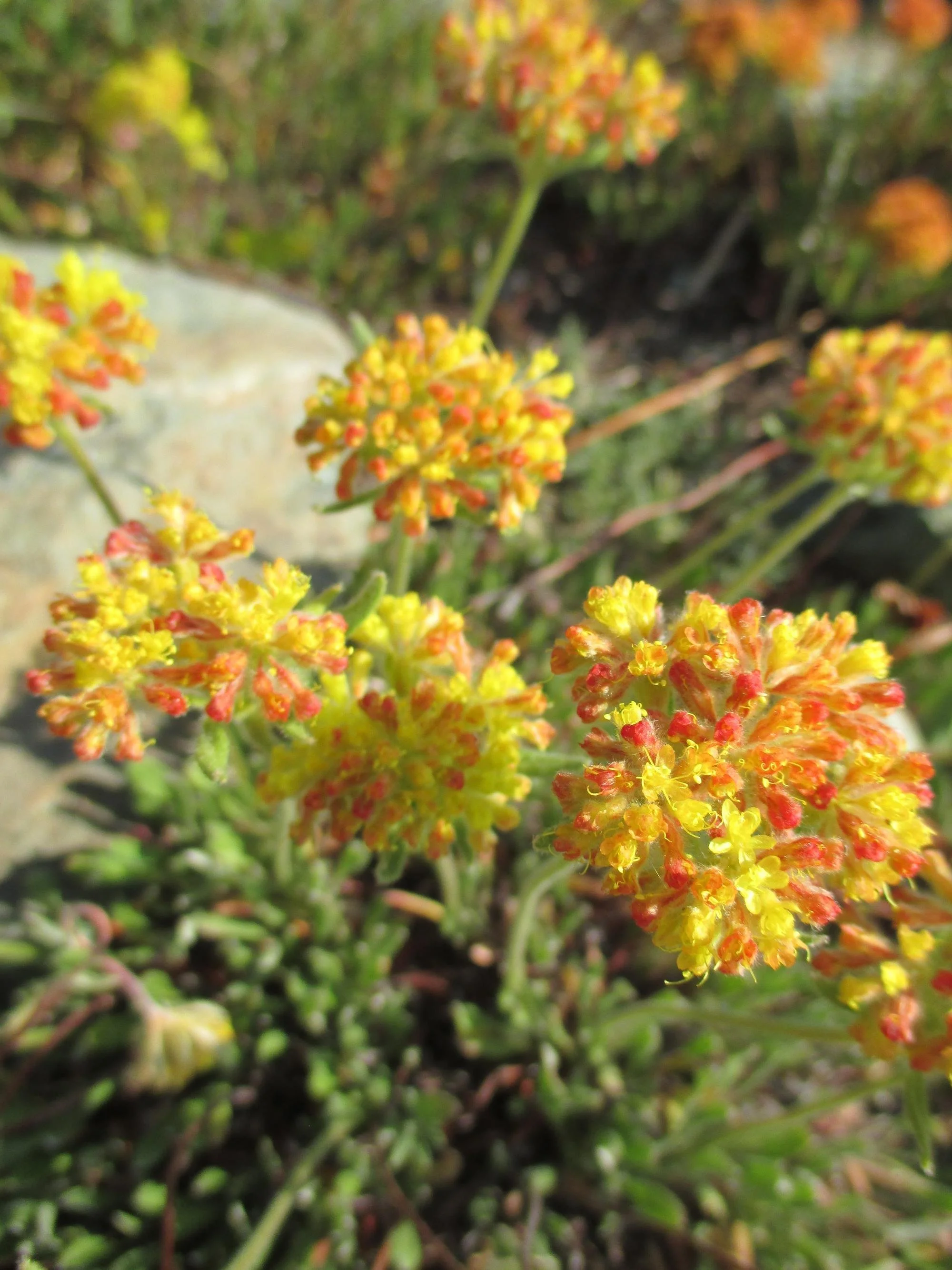 Eriogonum Umbellatum (Sulphur Buckwheat) - A sulfur-yellow fireworks show in miniature.
