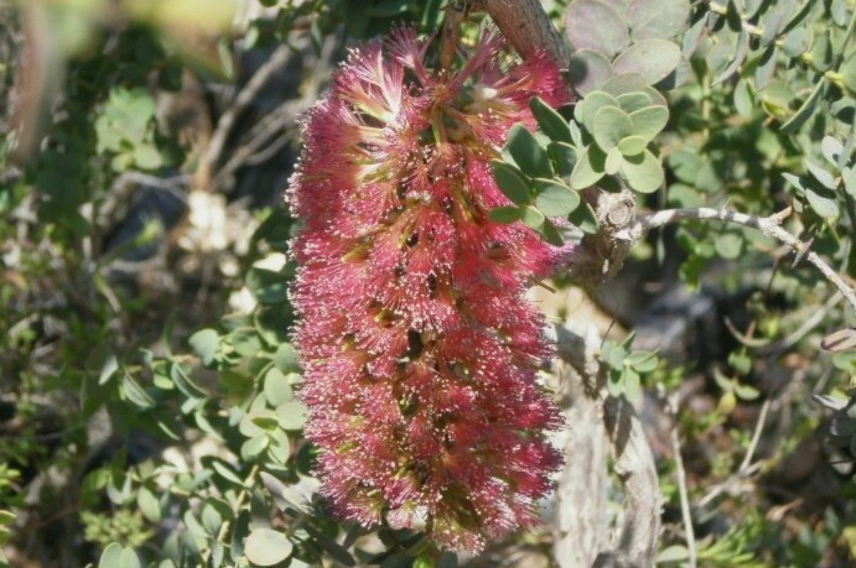 Melaleuca elliptica  ‘Granite Honey Myrtle’ — A brush with brilliance.