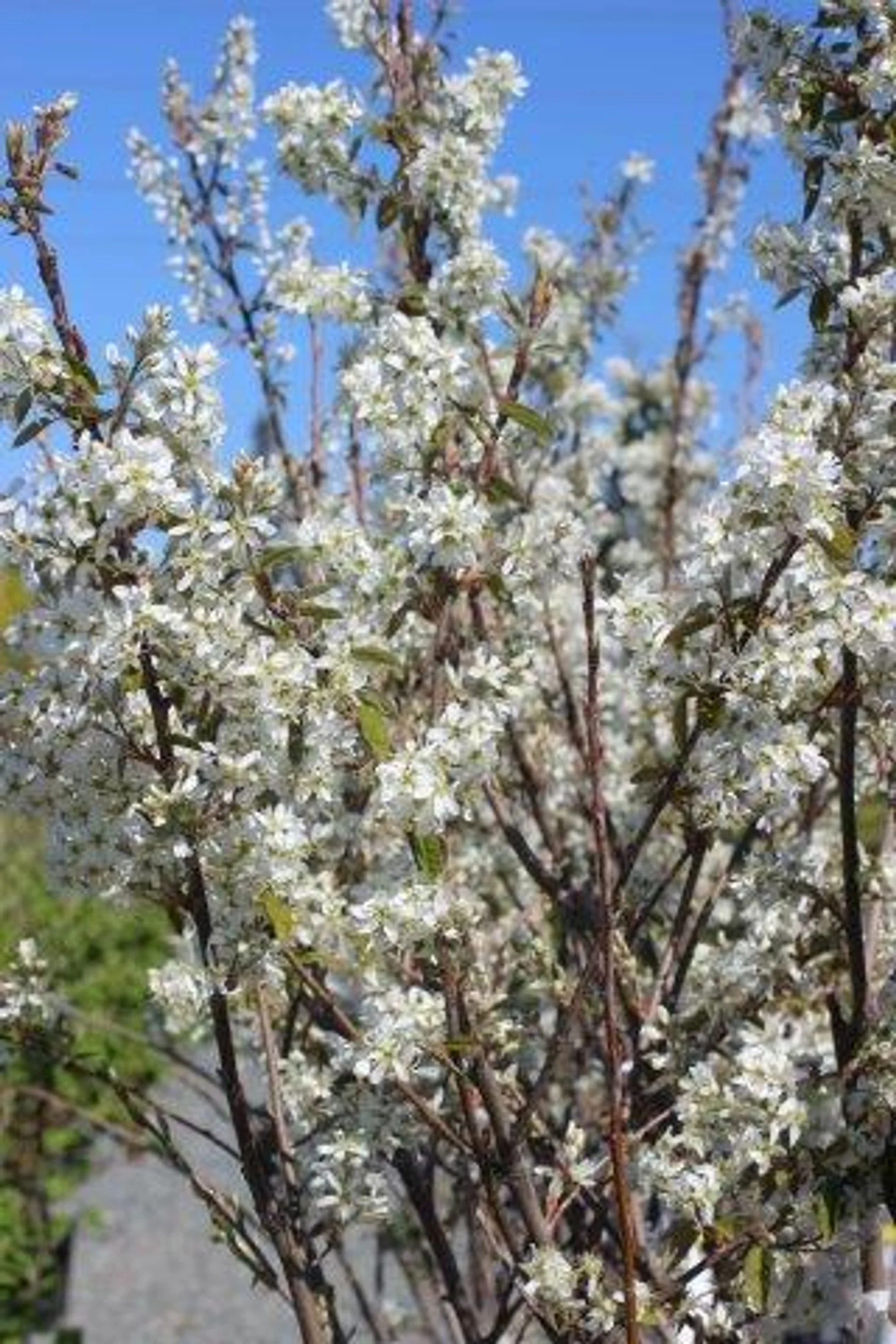 Serviceberry 'Autumn Brilliance' — Four seasons, one tree
