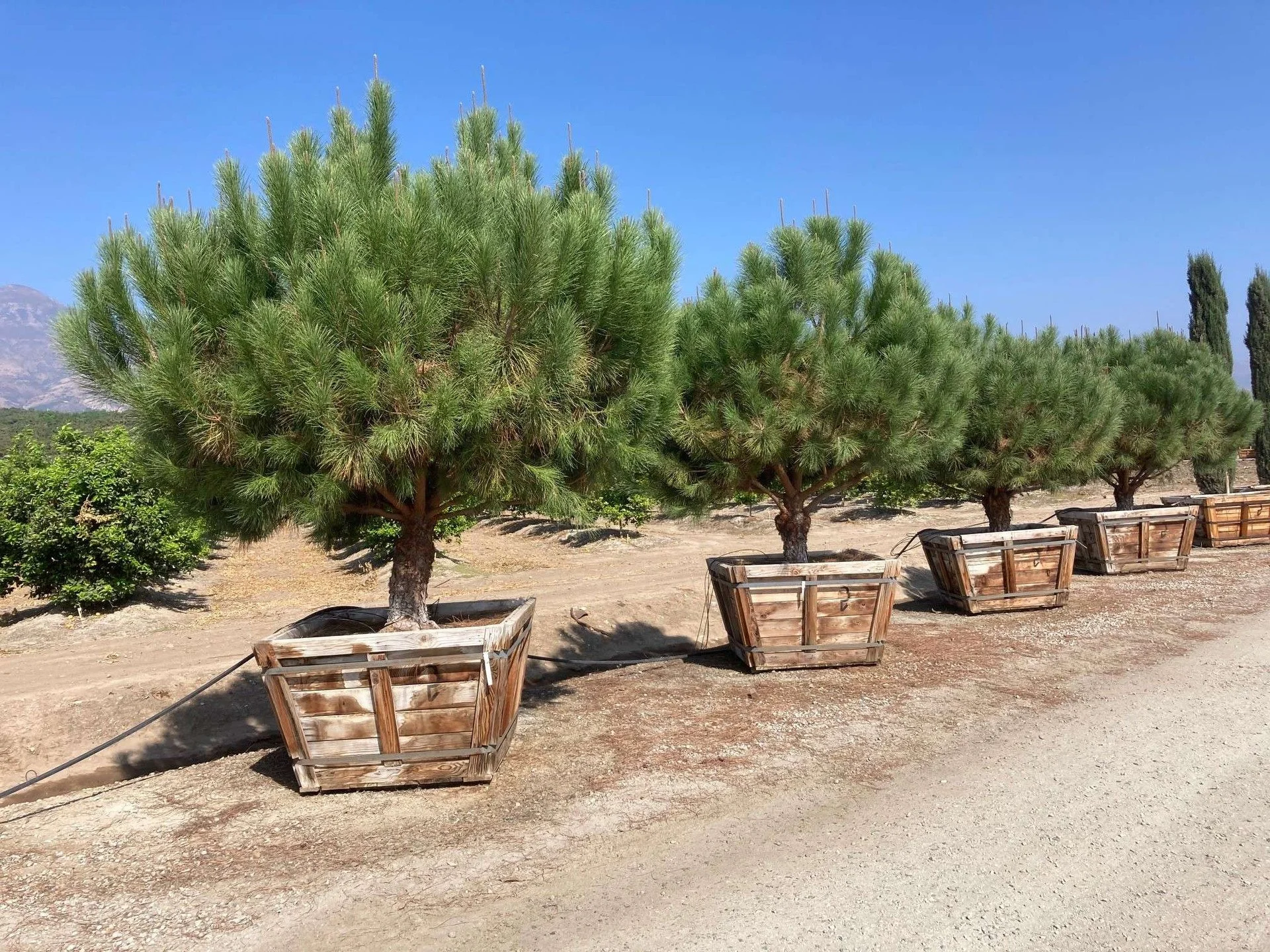 Pinus Pinea (Italian Stone Pine) — A Tuscan umbrella in your garden