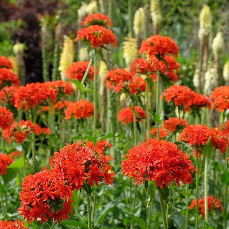 Lychnis Chalcedonica (Maltese Cross) - Scarlet clusters that blaze like a midsummer bonfire.