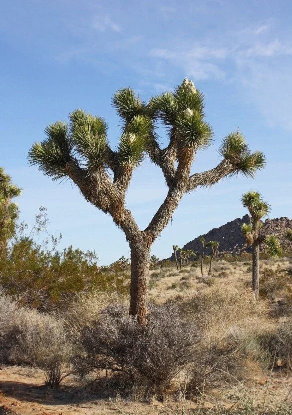 Yucca brevifolia Joshua Tree — The desert’s crowned sentinel.