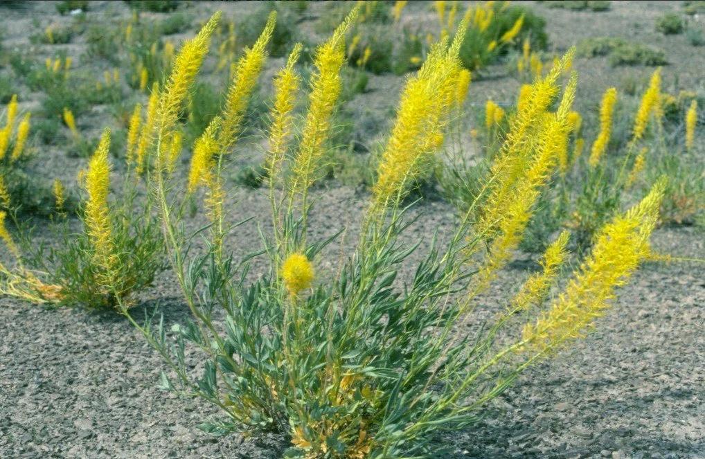 Stanleya Pinnata (Prince’s Plume) - Golden spires rising like royal standards in the desert wind.